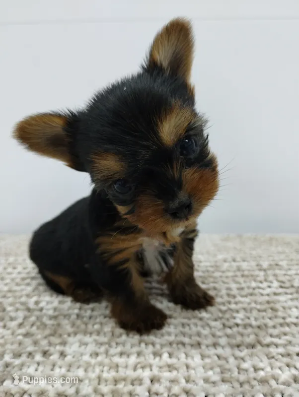 Duke – Yorkshire Terrier puppy for sale in Loogootee, IN