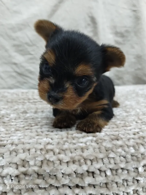 Duke – Yorkshire Terrier puppy for sale in Loogootee, IN