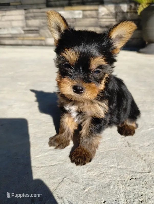 Sage – Yorkshire Terrier puppy for sale in Loogootee, IN