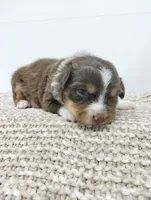 Lucy, a female Miniature Australian Shepherd for sale in Loogootee, IN – 4 of 7