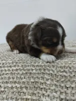 Lucy, a female Miniature Australian Shepherd for sale in Loogootee, IN – 2 of 7
