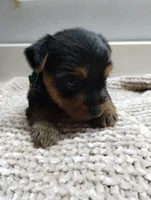 Olive, a female Yorkshire Terrier for sale in Loogootee, IN – 4 of 7