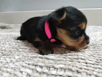 Sage, a female Yorkshire Terrier for sale in Loogootee, IN – 4 of 7