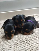 Olive, a female Yorkshire Terrier for sale in Loogootee, IN – 7 of 7