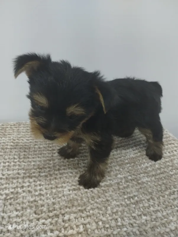 Willow  – Yorkshire Terrier puppy for sale in Loogootee, IN