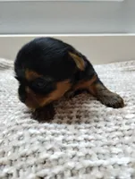 Duke, a male Yorkshire Terrier for sale in Loogootee, IN – 3 of 7