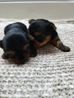 Teddy, a male Yorkshire Terrier for sale in Loogootee, IN – 7 of 8