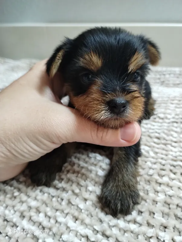 Willow  – Yorkshire Terrier puppy for sale in Loogootee, IN