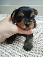 Willow , a female Yorkshire Terrier for sale in Loogootee, IN – 1 of 6