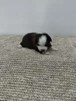 Charlie , a male Miniature Australian Shepherd for sale in Loogootee, IN – 8 of 10