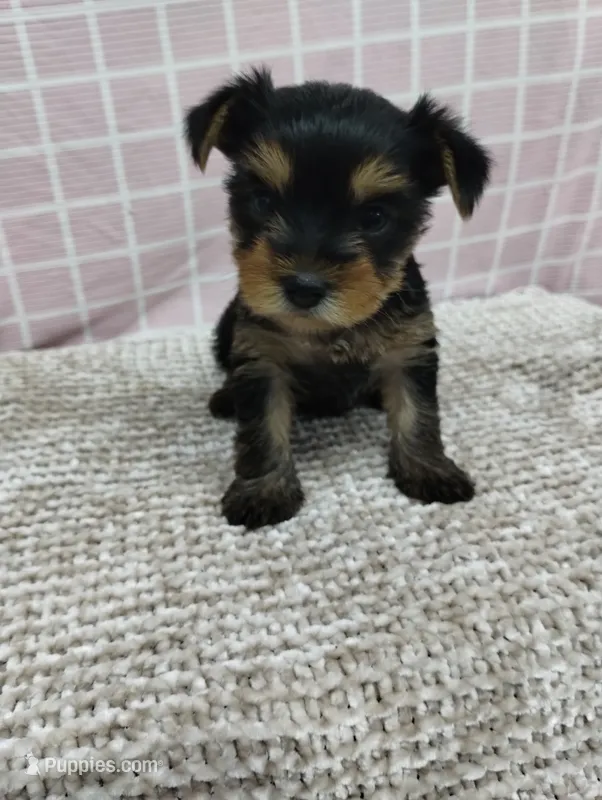 Willow  – Yorkshire Terrier puppy for sale in Loogootee, IN