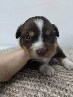 Lucy, a female Miniature Australian Shepherd for sale in Loogootee, IN – 7 of 7