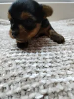 Duke, a male Yorkshire Terrier for sale in Loogootee, IN – 5 of 7