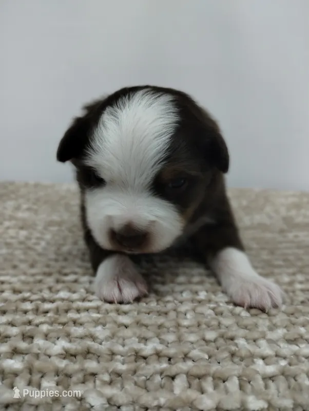 Charlie , a male Miniature Australian Shepherd for sale in Loogootee, IN – 1 of 10