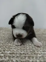 Charlie , a male Miniature Australian Shepherd for sale in Loogootee, IN – 1 of 10