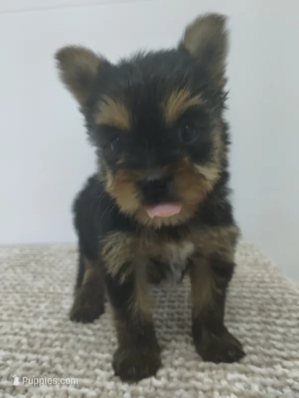 Sage – Yorkshire Terrier puppy for sale in Loogootee, IN