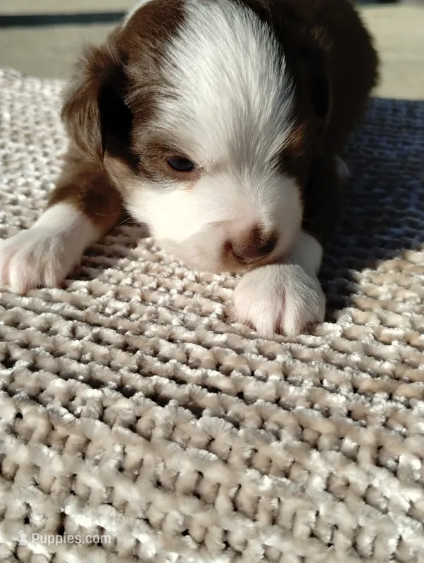 Charlie  – Miniature Australian Shepherd puppy for sale in Loogootee, IN
