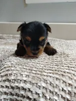 Sage, a female Yorkshire Terrier for sale in Loogootee, IN – 5 of 7