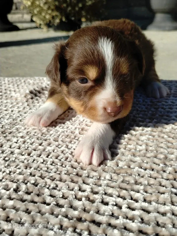 Lucy – Miniature Australian Shepherd puppy for sale in Loogootee, IN