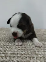 Charlie , a male Miniature Australian Shepherd for sale in Loogootee, IN – 10 of 10