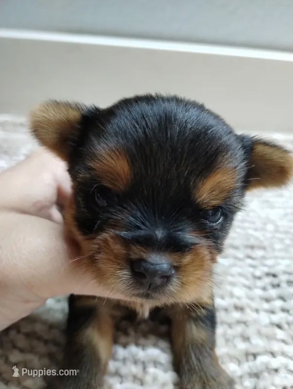 Teddy – Yorkshire Terrier puppy for sale in Loogootee, IN
