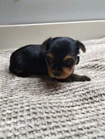 Willow , a female Yorkshire Terrier for sale in Loogootee, IN – 3 of 6