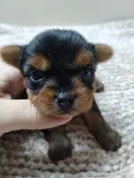 Duke, a male Yorkshire Terrier for sale in Loogootee, IN – 2 of 7