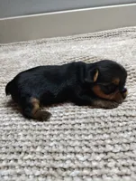 Teddy, a male Yorkshire Terrier for sale in Loogootee, IN – 4 of 8