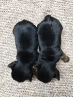 Teddy, a male Yorkshire Terrier for sale in Loogootee, IN – 8 of 8