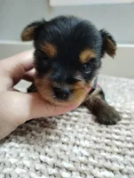 Sage, a female Yorkshire Terrier for sale in Loogootee, IN – 3 of 7
