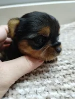 Teddy, a male Yorkshire Terrier for sale in Loogootee, IN – 2 of 8