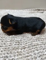 Duke, a male Yorkshire Terrier for sale in Loogootee, IN – 4 of 7