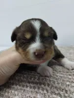 Lucy, a female Miniature Australian Shepherd for sale in Loogootee, IN – 3 of 7