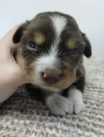 Lucy, a female Miniature Australian Shepherd for sale in Loogootee, IN – 5 of 7
