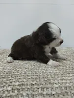 Charlie , a male Miniature Australian Shepherd for sale in Loogootee, IN – 3 of 10