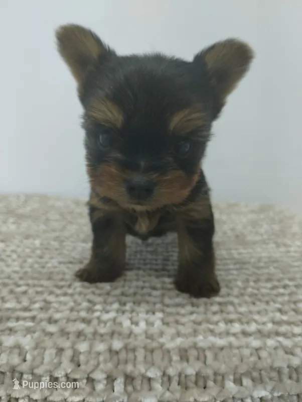 Teddy – Yorkshire Terrier puppy for sale in Loogootee, IN