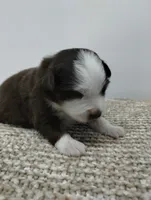 Charlie , a male Miniature Australian Shepherd for sale in Loogootee, IN – 5 of 10