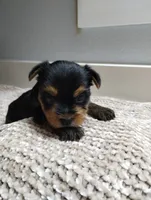 Willow , a female Yorkshire Terrier for sale in Loogootee, IN – 4 of 6