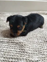 Olive, a female Yorkshire Terrier for sale in Loogootee, IN – 2 of 7