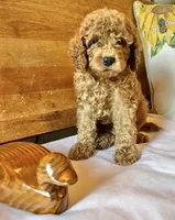 Groovy , a male Cockapoo for sale in Abbeville, SC – 4 of 10