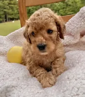 Yogi , a male Cockapoo for sale in Abbeville, SC – 7 of 8