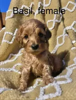 Basil , a female Cockapoo for sale in Abbeville, SC – 4 of 10