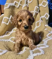 Basil , a female Cockapoo for sale in Abbeville, SC – 6 of 10