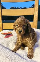 Winnie, a female Cockapoo for sale in Abbeville, SC – 6 of 10