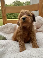 Flicka , a female Cockapoo for sale in Abbeville, SC – 2 of 7