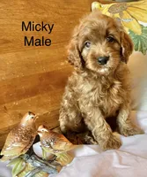Micky , a male Cockapoo for sale in Abbeville, SC – 2 of 10