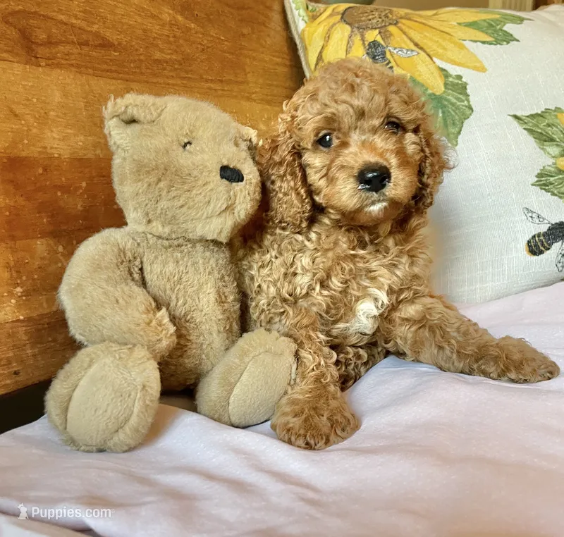 Tango  – Cockapoo puppy for sale in Abbeville, SC