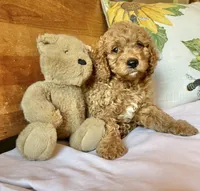 Tango , a male Cockapoo for sale in Abbeville, SC – 1 of 10