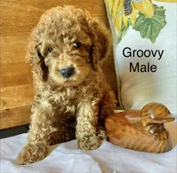 Groovy , a male Cockapoo for sale in Abbeville, SC – 10 of 10