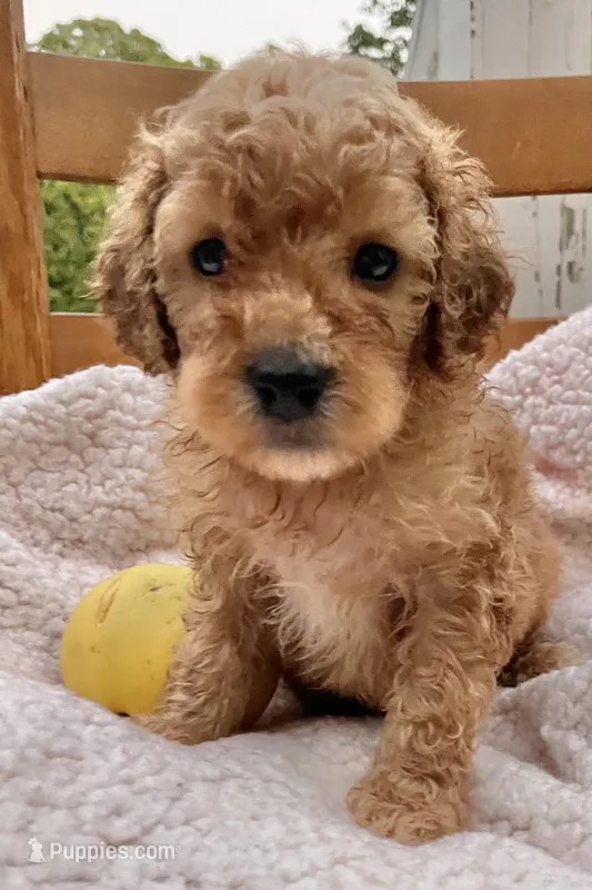 Yogi  – Cockapoo puppy for sale in Abbeville, SC